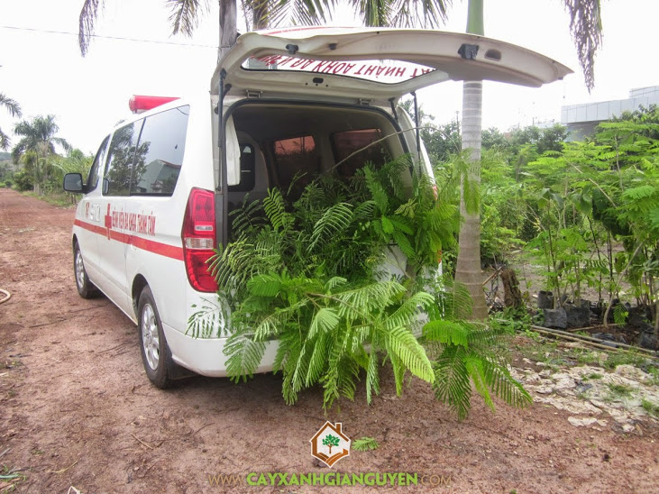Cây Xanh Gia Nguyễn cung cấp cây cho khách hàng.Cây Xanh Gia Nguyễn cung cấp cây cho khách hàng.