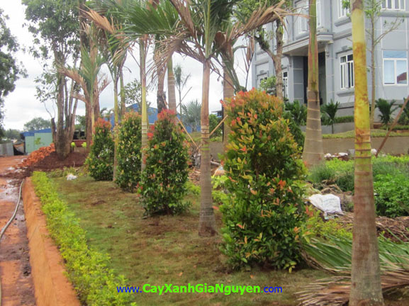 cây xanh Gia Nguyễn, cây công trình, vườn ươm cây xanh Gia Nguyễn, cung cấp cây công trình, cây giống công trình