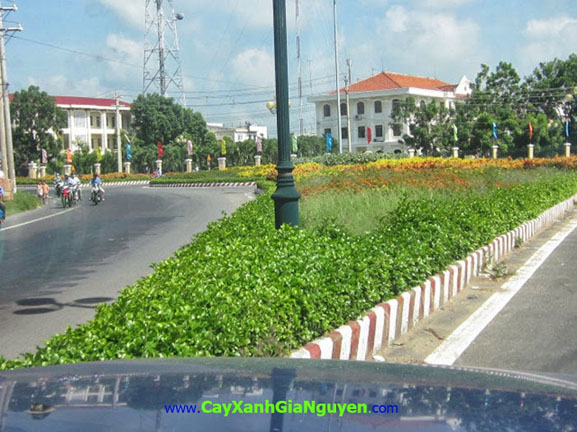 cây xanh Gia Nguyễn, cây công trình, vườn ươm cây xanh Gia Nguyễn, cung cấp cây công trình, cây giống công trình