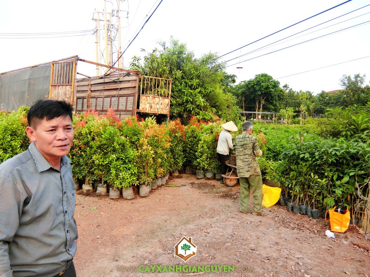 Cây Hồng Lộc, Vườn ươm Cây Xanh Gia Nguyễn, Dự án cây xanh, Cây giống, Hồng Lộc