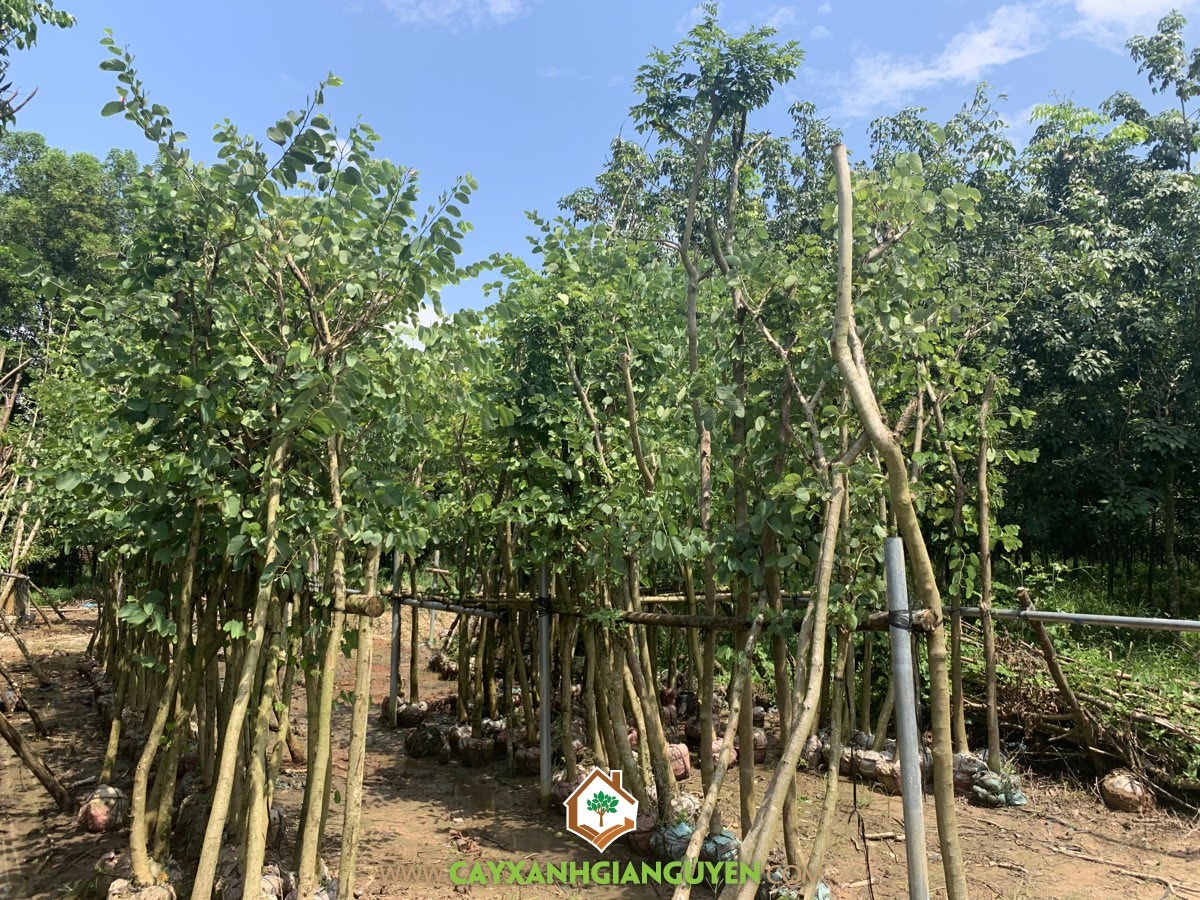bán Cây Móng Bò Tím, trồng Cây Móng Bò Tím, ở đâu bán Cây Móng Bò Tím Giống, bán Cây Giống Móng Bò Tím uy tín