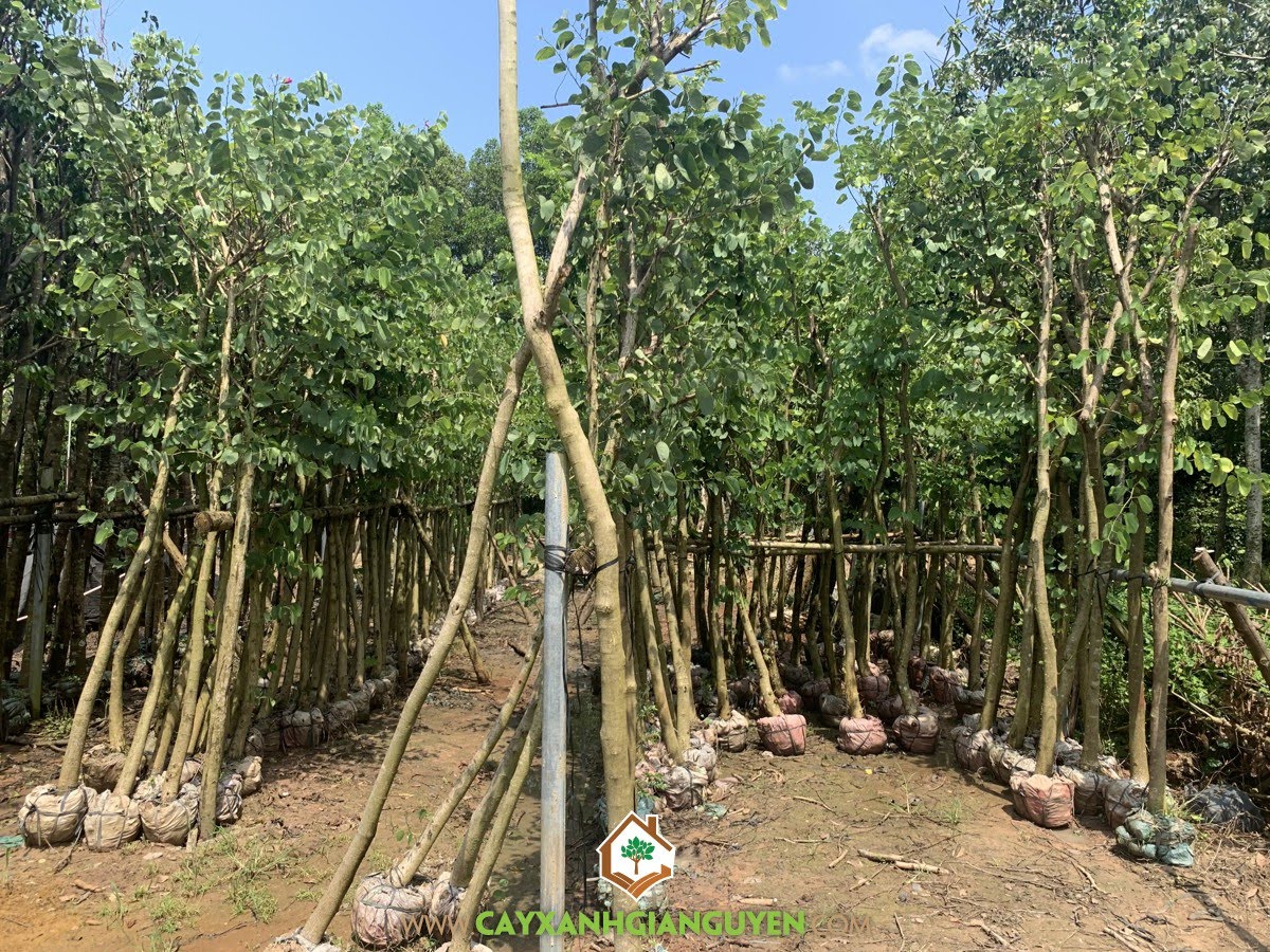 bán Cây Móng Bò Tím, trồng Cây Móng Bò Tím, ở đâu bán Cây Móng Bò Tím Giống, bán Cây Giống Móng Bò Tím uy tín