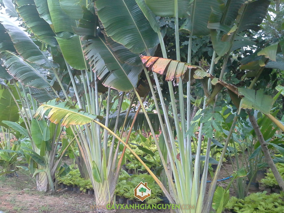 Cây Chuối Rẽ Quạt, Chuối Rẽ Quạt, Ravenala madagascariensis, Cây Công Trình, Cây Tạo Cảnh