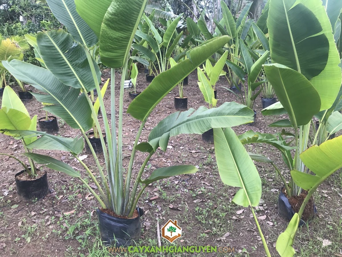 Cây Chuối Rẽ Quạt, Chuối Rẽ Quạt, Ravenala madagascariensis, Cây Công Trình, Cây Tạo Cảnh
