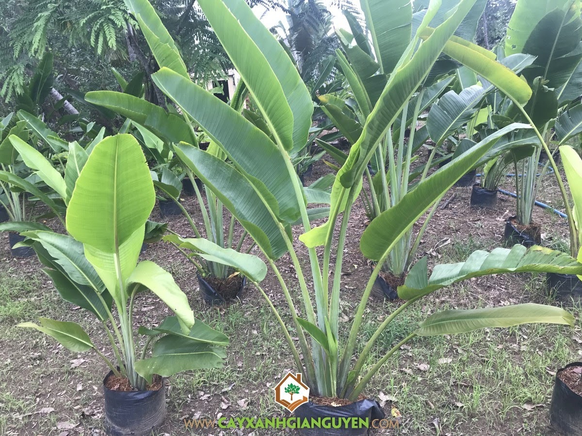 Cây Chuối Rẽ Quạt, Chuối Rẽ Quạt, Ravenala madagascariensis, Cây Công Trình, Cây Tạo Cảnh