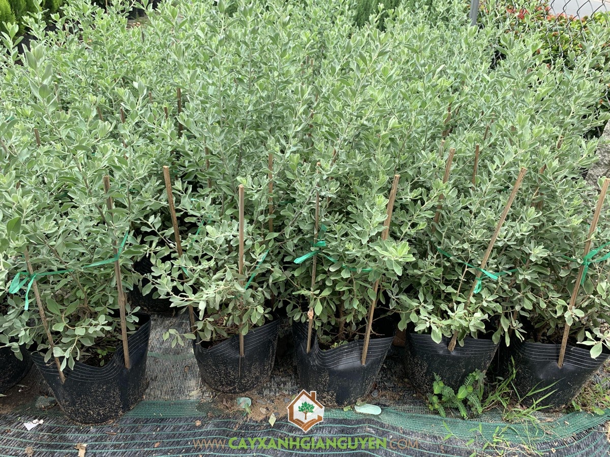 Cây Tuyết Sơn Phi Hồ, Cây Tuyết Sơn Phi Hồng, Leucophyllum frutescens, Cây Hoa Trồng Bụi, Cây Công Trình