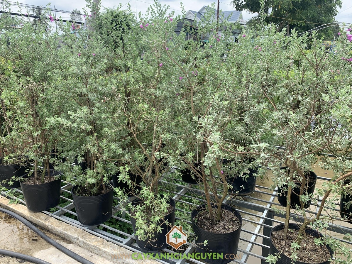 Cây Tuyết Sơn Phi Hồ, Cây Tuyết Sơn Phi Hồng, Leucophyllum frutescens, Cây Hoa Trồng Bụi, Cây Công Trình