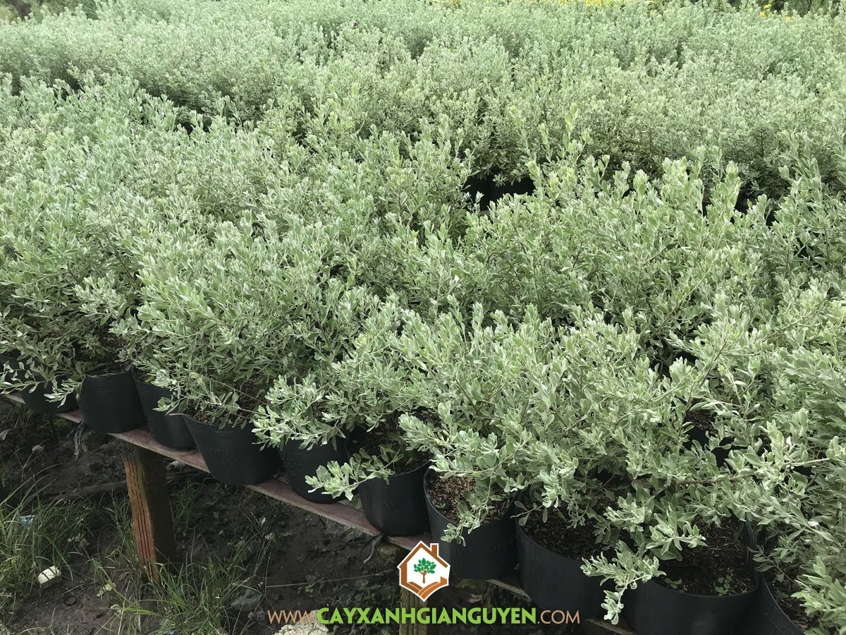 Cây Tuyết Sơn Phi Hồ, Cây Tuyết Sơn Phi Hồng, Leucophyllum frutescens, Cây Hoa Trồng Bụi, Cây Công Trình