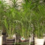 KỸ THUẬT TRỒNG VÀ CHĂM SÓC CÂY CAU HAWAI