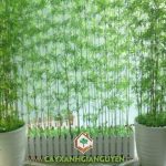 TẠI SAO CÂY TRÚC QUÂN TỬ ĐƯỢC MỌI NGƯỜI YÊU THÍCH ?