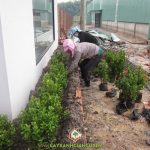CÂY XANH GIA NGUYỄN TRỒNG CÂY CÔNG TRÌNH CHO PHÂN XƯỞNG TẠI BÌNH DƯƠNG