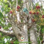 CÂY SALA TRỒNG TRONG CÁC CÔNG TRÌNH CÓ TÁC DỤNG GÌ?