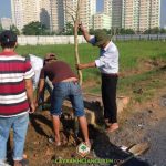 CÁCH BỨNG CÂY CÔNG TRÌNH ĐẠT TỈ LỆ SỐNG CAO