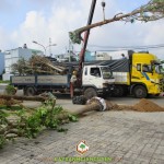 CÂY XANH GIA NGUYỄN TRỒNG 40 CÂY LỘC VỪNG CHO CÔNG TRÌNH KHU DÂN CƯ DƯƠNG HỒNG QUẬN BÌNH CHÁNH