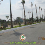 CÁCH BỐ TRÍ CÂY XANH CÔNG VIÊN TRONG KHU DÂN CƯ