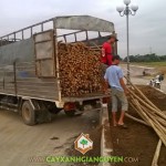 CÔNG TY CÂY XANH GIA NGUYỄN CUNG CẤP ĐẤT MÀU, CÂY CHỐNG CHO KDC VẠN PHÚC