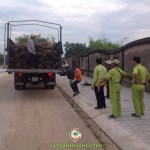 CÂY XANH GIA NGUYỄN HOÀN THÀNH HỢP ĐỒNG CUNG CẤP CÂY LIM XẸT CHO CÔNG TY SINH THÁI SƠN TIÊN