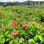 TÌM HIỂU CHI TIẾT VỀ ĐẶC ĐIỂM CÂY DÂM BỤT