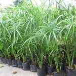 CÁC LOẠI CÂY TRỒNG VIỀN QUANH HỒ NƯỚC