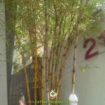 CÁC LOẠI CÂY THÍCH HỢP LÀM HÀNG RÀO