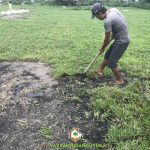 KỸ THUẬT TRỒNG CÂY CỎ LÁ GỪNG