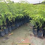 Gia Nguyễn cung cấp giống và dịch vụ trồng cây me chua công trình